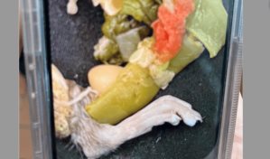 Un hombre de EE.UU. demanda a Olive Garden despu&eacute;s de "encontrar pata de rata en un plato de sopa"