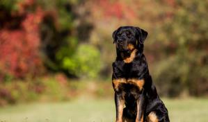 Necesito vitaminas para mi Rottweiler