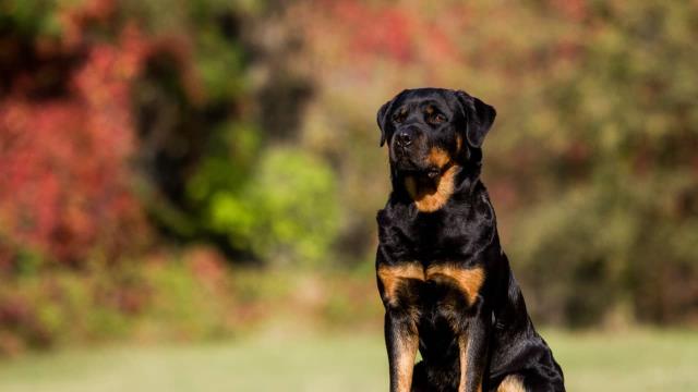 Necesito vitaminas para mi Rottweiler