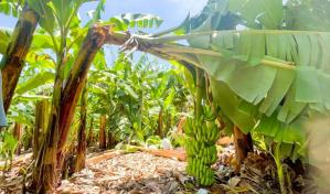 Inespre inicia compra de más de un millón de bananos a productores de Azua afectados por tormenta Franklin
