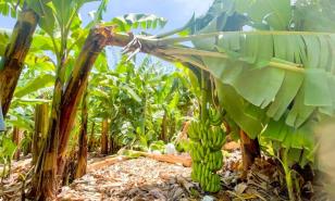 China, Rusia e India: mercados prometedores para aumentar las exportaciones de banano y tabaco