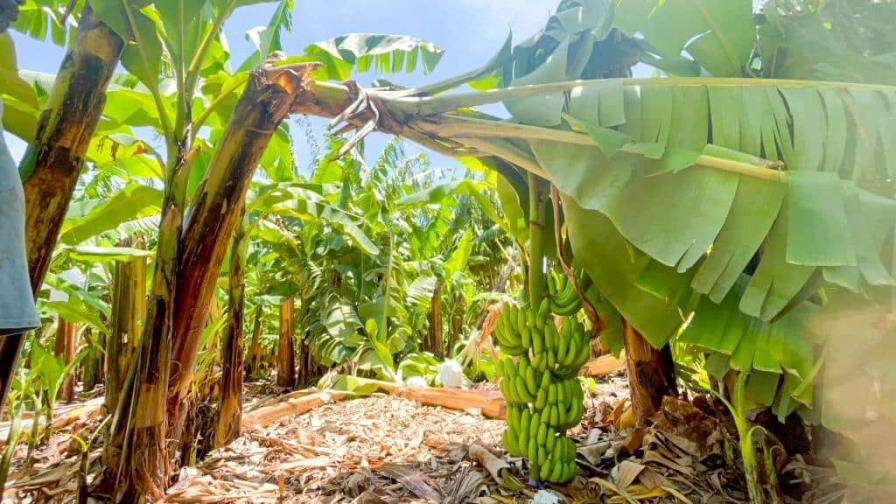 Inespre inicia compra de más de un millón de bananos a productores de Azua afectados por tormenta Franklin