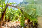Demandan acciones urgentes para detener caída de las exportaciones de banano