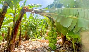 Demandan acciones urgentes para detener caída de las exportaciones de banano Demandan acciones urgentes para detener caída de las exportaciones de banano