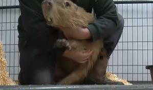 Granja entregará 150 animales exóticos, entre ellos lémures, tras acuerdo con la Fiscalía