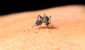 Un inusual brote del virus del Nilo en Colorado causa al menos cinco muertos