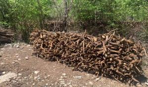 Incautan árboles de guaconejo en terrenos baldíos en Pedernales