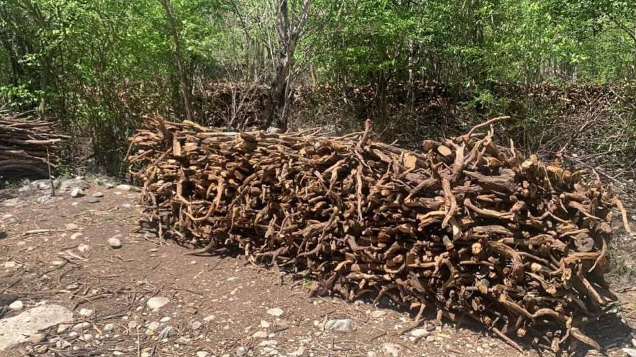 Incautan árboles de guaconejo en terrenos baldíos en Pedernales