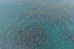 Alertan sobre como la escasez de agua en el Caribe impacta en las aves migratorias Alertan sobre como la escasez de agua en el Caribe impacta en las aves migratorias