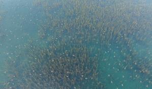 Alertan sobre como la escasez de agua en el Caribe impacta en las aves migratorias