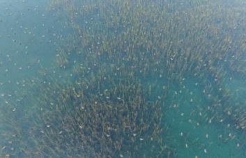 Alertan sobre como la escasez de agua en el Caribe impacta en las aves migratorias