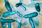 ¿Qué es la Vibrio vulnificus, la bacteria come carne?