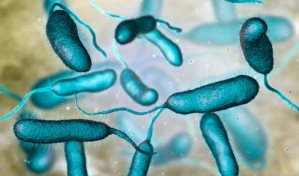 ¿Qué es la Vibrio vulnificus, la bacteria come carne?