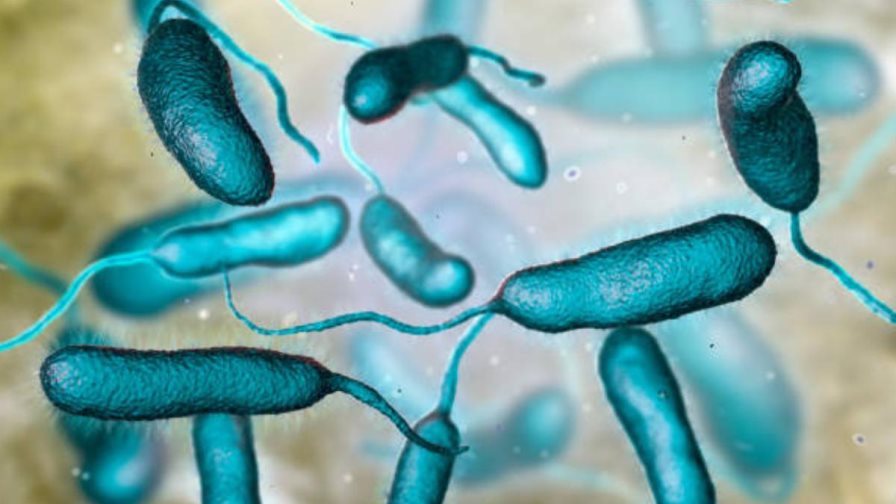 ¿Qué es la Vibrio vulnificus, la bacteria come carne?