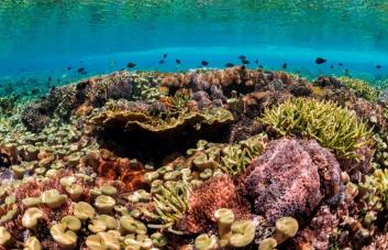 Los ecosistemas costeros estarán en riesgo si el calentamiento supera los dos grados
