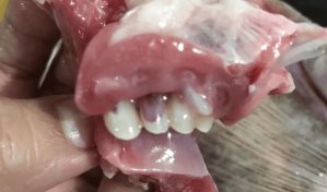 Mujer compra pescado para el almuerzo y descubre que tiene dientes humanos