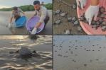Liberan en playa de Nicaragua tortugas paslama, en riesgo de extinción Liberan en playa de Nicaragua tortugas paslama, en riesgo de extinción