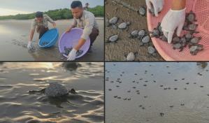 Liberan en playa de Nicaragua tortugas paslama, en riesgo de extinción