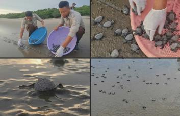 Liberan en playa de Nicaragua tortugas paslama, en riesgo de extinción