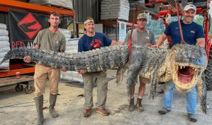 Caimán de 800 libras rompre récord del más grande en la historia de Mississippi, EE.UU.