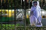 India utiliza hombre mono para ahuyentar a los macacos antes de la cumbre del G20 India utiliza hombre mono para ahuyentar a los macacos antes de la cumbre del G20