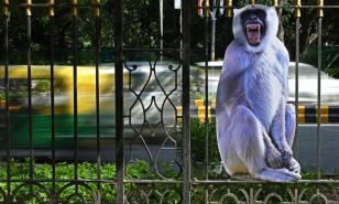India utiliza hombre mono para ahuyentar a los macacos antes de la cumbre del G20