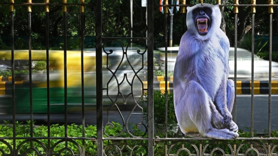 India utiliza hombre mono para ahuyentar a los macacos antes de la cumbre del G20