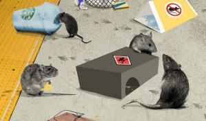 Los anticonceptivos no funcionan con las ratas de Nueva York
