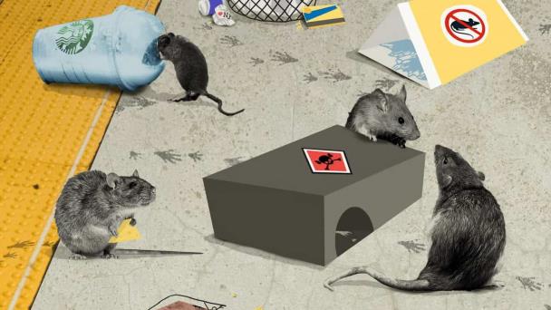 Los anticonceptivos no funcionan con las ratas de Nueva York
