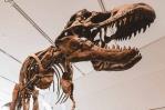 Las andanzas de los dinosaurios dejaron un legado compartido entre Patagonia y Australia