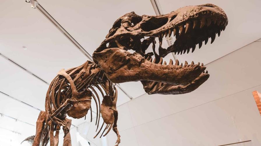 Las andanzas de los dinosaurios dejaron un legado compartido entre Patagonia y Australia