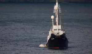 ONG OceanCare: la caza de ballenas es brutal e inaceptable