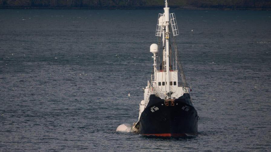 ONG OceanCare: la caza de ballenas es brutal e inaceptable
