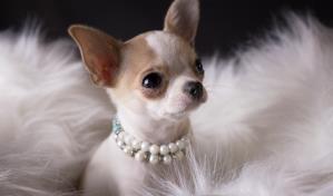 Mi chihuahua se queda calvo, ¿qué hago?