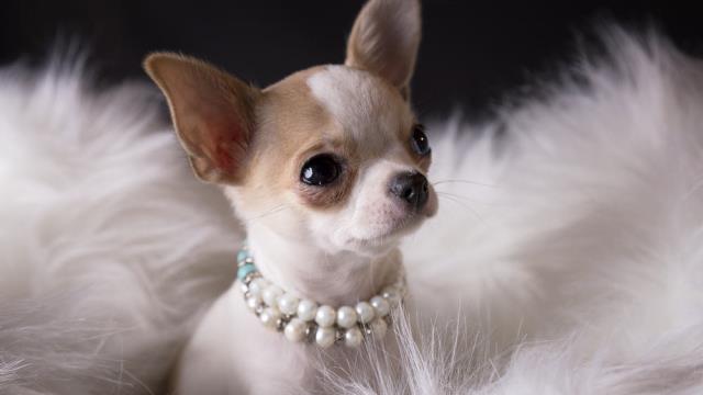 Mi chihuahua se queda calvo, ¿qué hago?