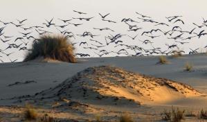 Los nidos de aves europeas conservan una bacteria centinela del cambio climático