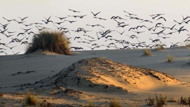 Los nidos de aves europeas conservan una bacteria centinela del cambio climático