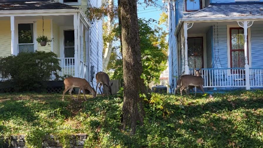 En la capital de Estados Unidos, los ciervos son cada vez menos bienvenidos