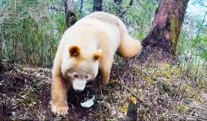 El único oso panda albino del mundo es macho y crece saludablemente en China
