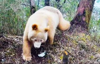 El único oso panda albino del mundo es macho y crece saludablemente en China