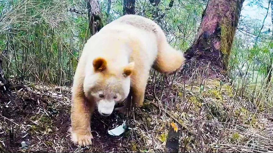 El único oso panda albino del mundo es macho y crece saludablemente en China