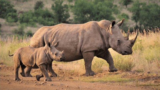 Una ONG compra el mayor criadero mundial de rinocerontes en Sudáfrica