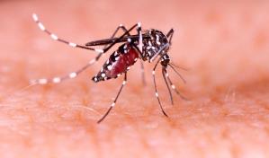 Dengue ataca a la población infantil, que registra mayoría de los casos