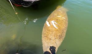 Manatí Pepe sufre heridas por embarcación en río Cumayasa