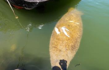 Manatí Pepe sufre heridas por embarcación en río Cumayasa