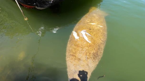 Manatí Pepe sufre heridas por embarcación en río Cumayasa