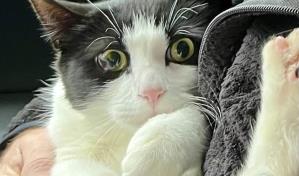 Pareja de Alaska se reencuentra con su gato 26 d&iacute;as despu&eacute;s de que su casa se desplom&oacute; sobre un r&iacute;o