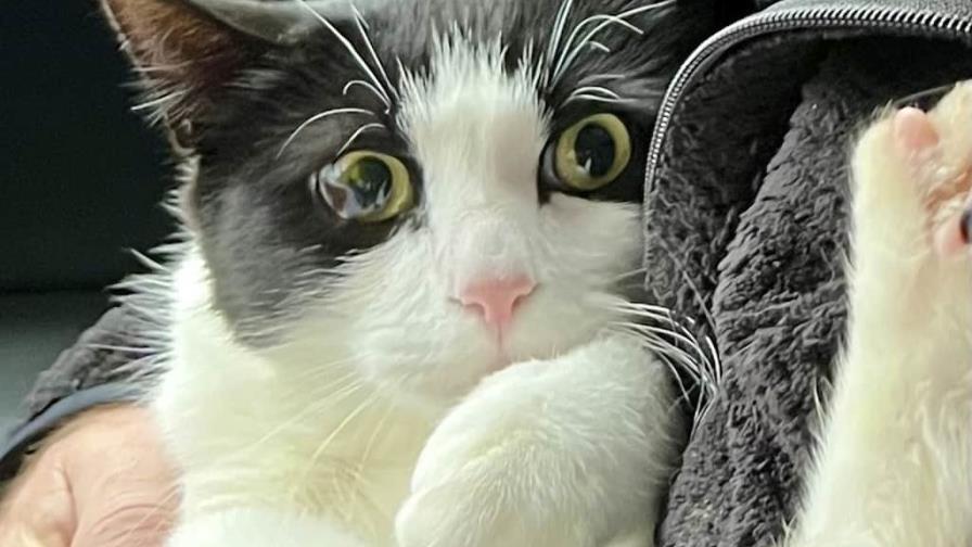 Pareja de Alaska se reencuentra con su gato 26 días después de que su casa se desplomó sobre un río