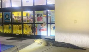 Encuentran a un cocodrilo gigante esperando pacientemente" a que se abra una tienda de un d&oacute;lar en Luisiana