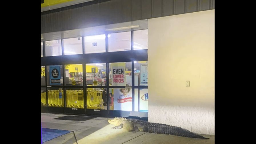 Encuentran a un cocodrilo gigante esperando pacientemente" a que se abra una tienda de un dólar en Luisiana